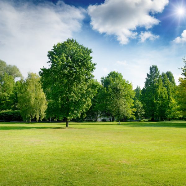 Bright summer sunny day in park with green fresh grass and trees