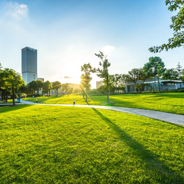 green lawn in the park