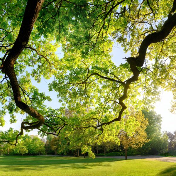 Tranquil panoramic scenery in a beautiful park