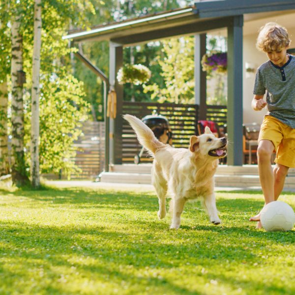 Handsome Young Boy Plays Soccer with Happy Golden Retriever Dog