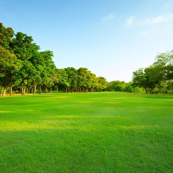 beautiful morning light in public park with green grass field and green fresh tree plant perspective to copy space for multipurpose